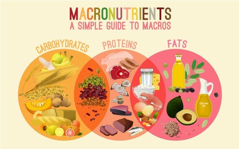 Macronutrients: A Simple Guide to Macros